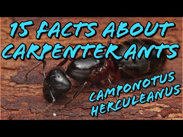 15 Facts About The Carpenter Ant (featuring Camponotus Herculeanus)