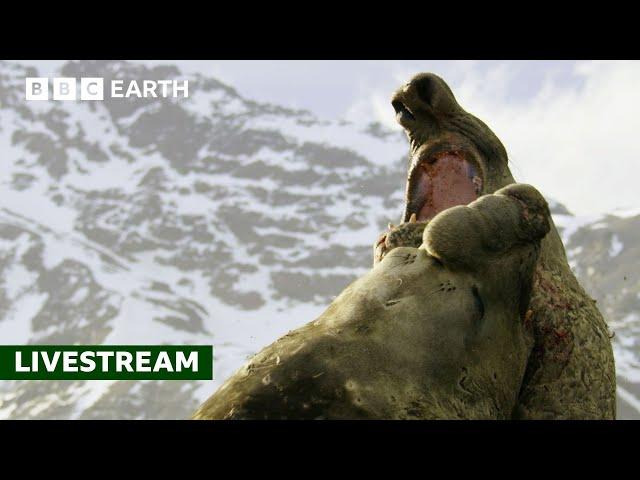  LIVE: 50 of the Greatest Fights in the Animal Kingdom | BBC Earth