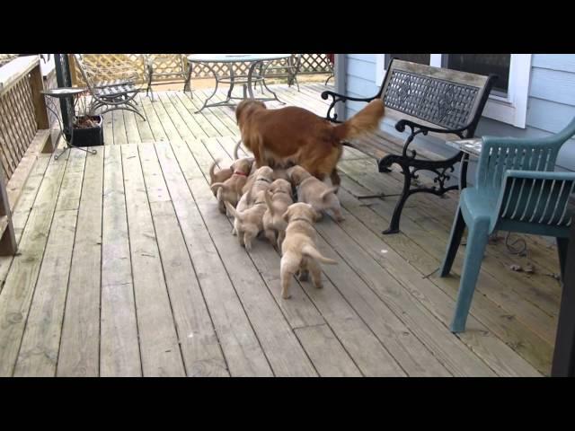 6 week old golden retriever Puppies play with their Mom