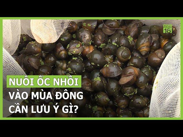 Lưu ý khi nuôi ốc nhồi vào mùa đông | VTC16