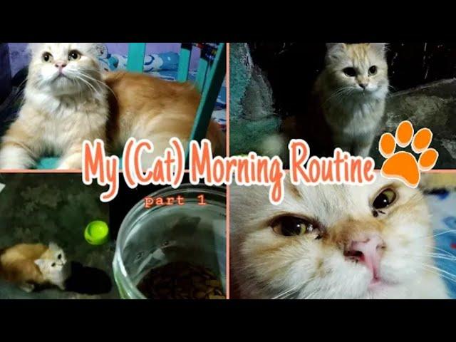 My Morning Routine With My Cat - cat vlog pt. 1 | Indonesia | Muthia Raputry