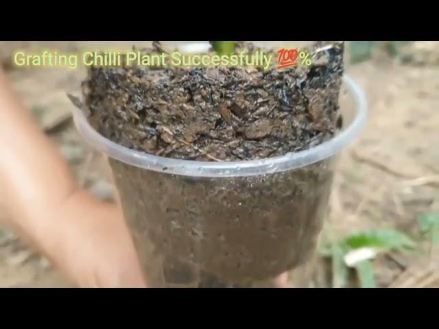 Techniques To Grow Chilli Growing Fast And Successfully-Amazing Chilli Grow Very Fast