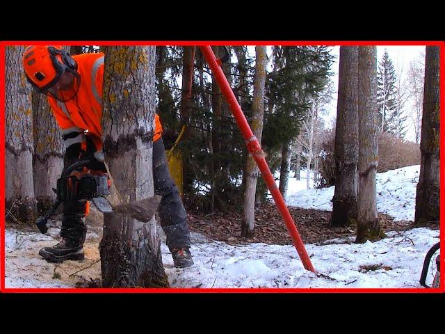 Cutting Down a Lot Of Difficult Aspen Trees With a Chainsaw