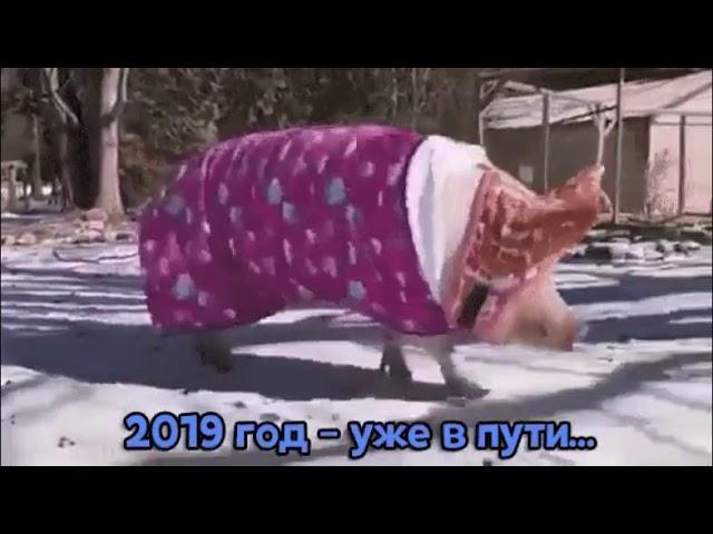 8 января 2019 г.