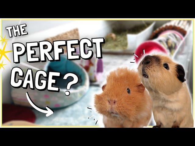 How to Set up the Perfect Guinea Pig Cage!