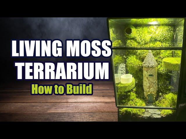 Living Moss Terrarium DIY How To | Great Jumping Spider Enclosure! 4k