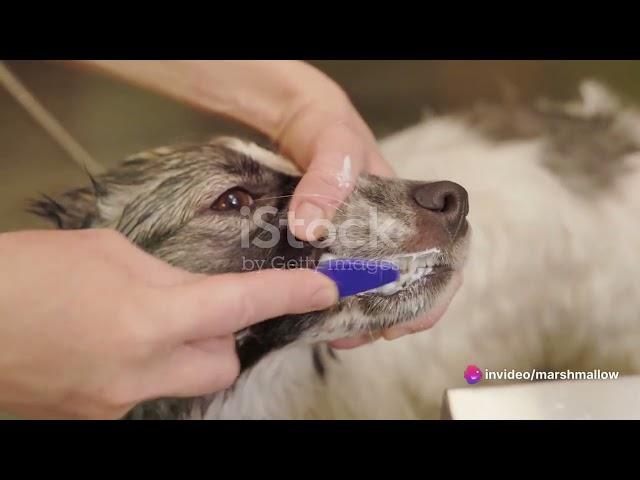 Pawsome Tips: Ultimate Guide to Dog Care!