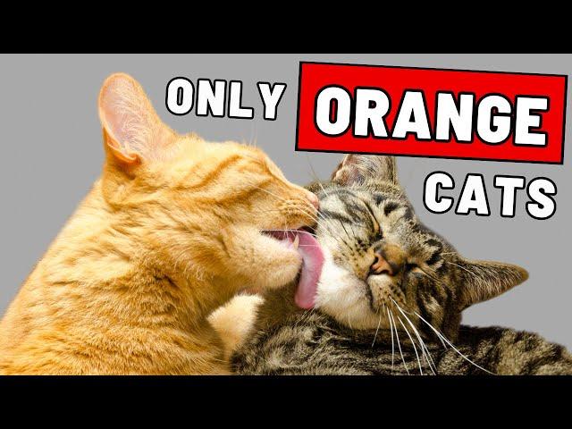 What Makes Orange Cats So Special