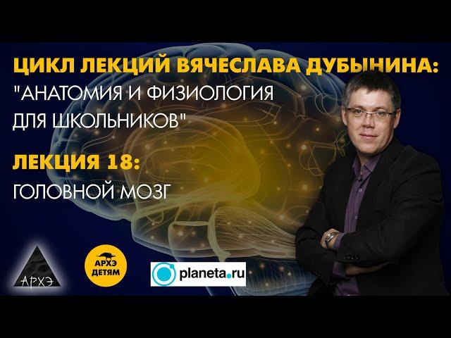 Вячеслав Дубынин: "Головной мозг" (Лекция 18)