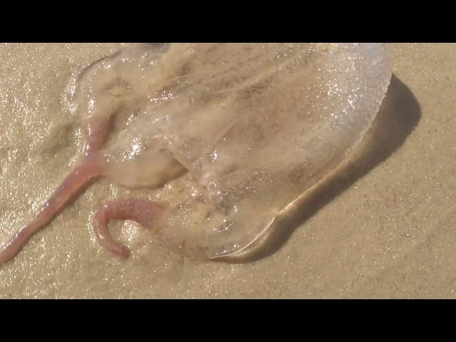 Água viva Viva na areia da praia .peguei com meu chinelo e joguei no mar