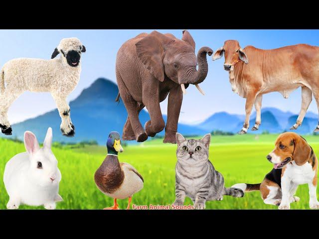 Collection of Cute Animal Sounds: Elephant, Cow, Sheep, Rabbit, Duck, Dog, Chicken - Animal Sounds