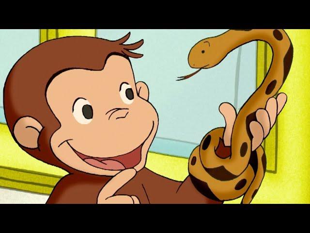 Curious George The Slithery Day   Kids Cartoon  Kids Movies | Videos For Kids