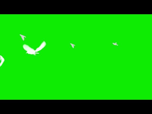 Green Screen Birds Flying Effect