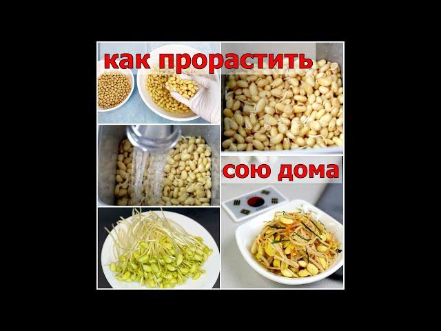 КАК ПРОРАСТИТЬ СОЮ ДОМА/Проростки сои/Коннамуль/콩나물/#Корейская_кухня