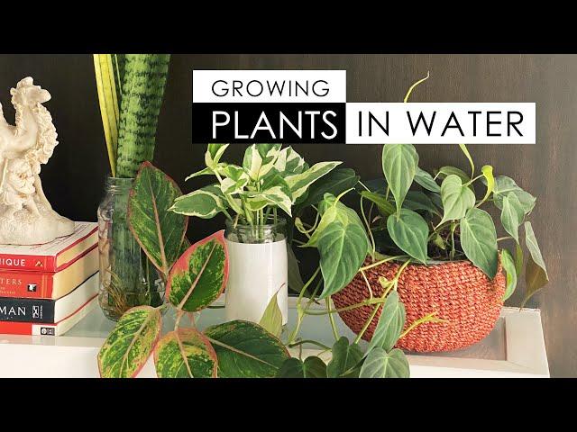 MORE PLANTS THAT CAN GROW IN WATER!