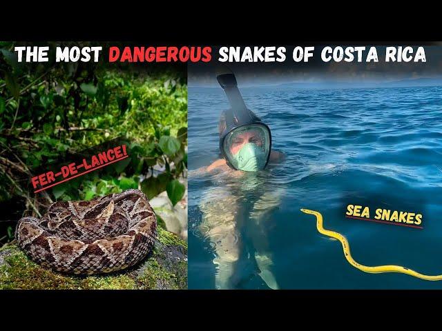 Most Dangerous Snakes of Costa Rica!