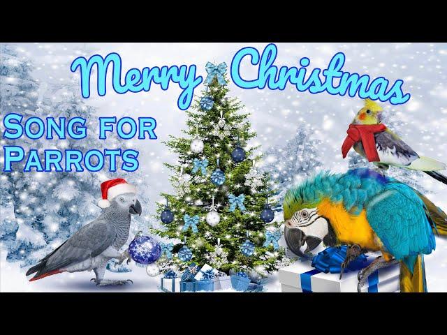 JINGLE BELLS  whistle training parrot teach learn /Коледна песен за папагали / MERRY CHRISTMAS