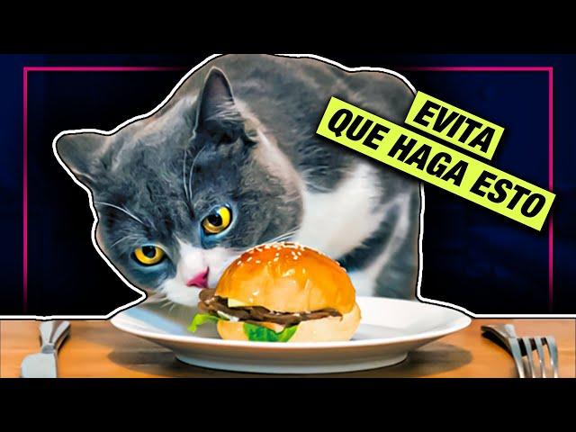 CÓMO EVITAR QUE MI GATO SUBA A LA MESA  LA GATERÍA TV