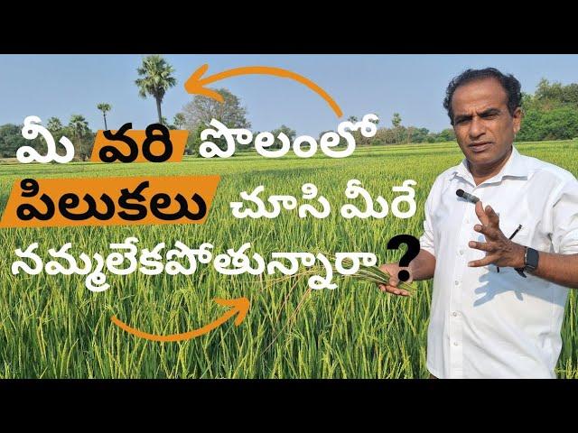 వరిలో పిలకల కోసం ఈ పనులు పక్కా చేయాల్సిందే|varilo pilakalu | karshaka Nestham|agricultural tips