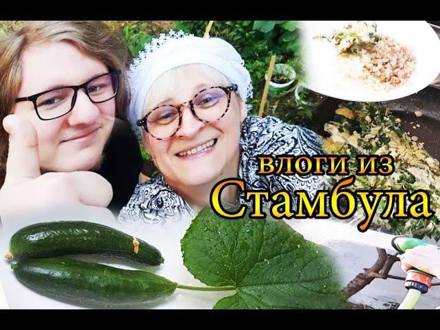 урожай омлет с зеленью листья  tatyana obukhova #влог #vlog #turkey #istanbul #2022 Жизнь в Турции