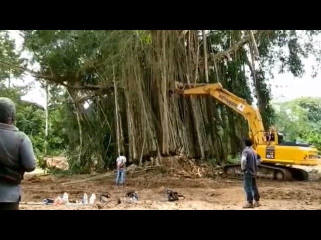 seconds the haunted banyan tree is knocked down #banyan #hungry tree #tree