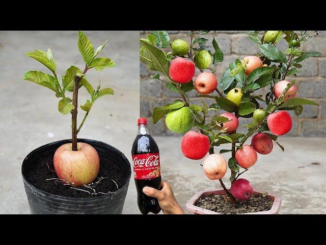 New Techniques for Breeding Guava Tree In Apple Fruit Using Coca Cola to Promote 100% Fruiting