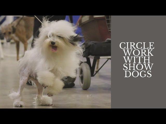 Training Show Dogs to Gait in the Ring