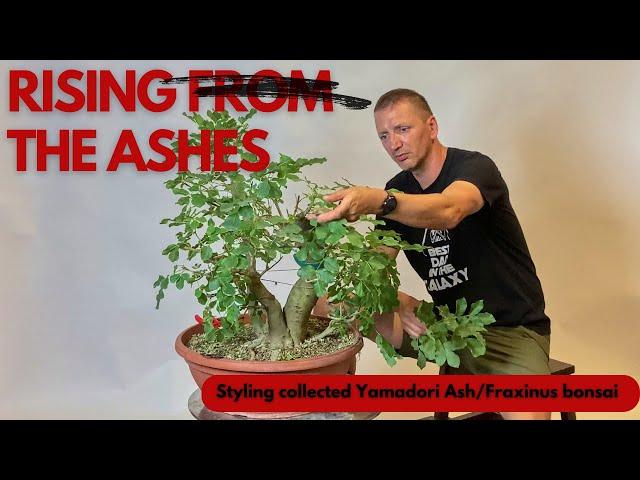 Styling collected Yamadori Ash bonsai tree