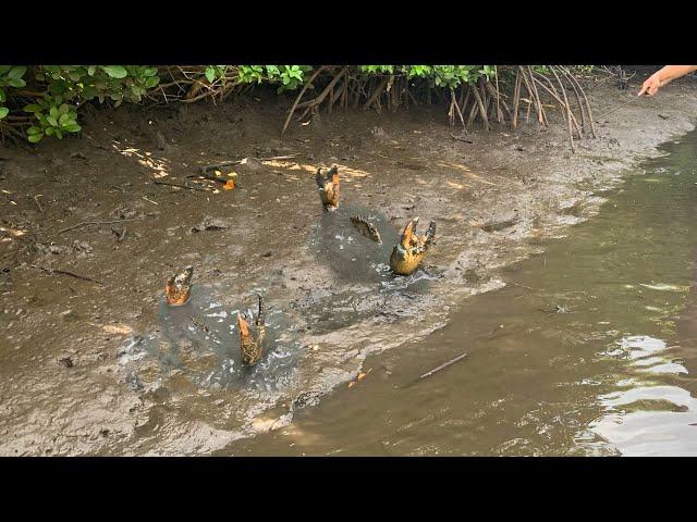 Amazing Catching Huge Mud Crabs at Swamp after Water Low Tide