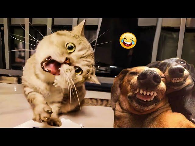 The Funniest Cats and Dogs Videos of 2024!  Best Of The 2024 Funny Animal Videos 