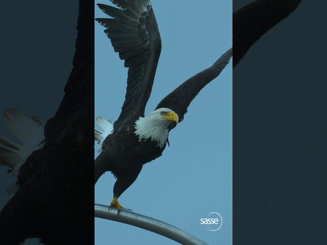 Experience the Thrilling Spectacle of a Slow-Motion Eagle Takeoff #wildlife #Eagles #nature