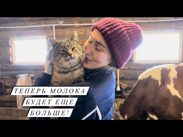 Декабрьские отёлы начались! Кого принесла айрширская корова Красотка? В ожидании окотов!