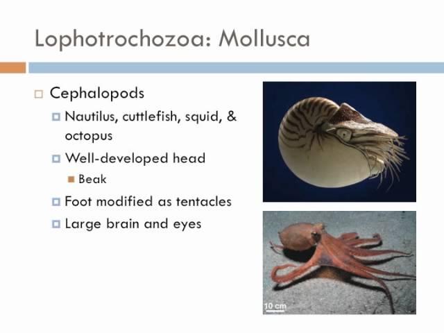 Biology 2, Lecture 11: Protostomes