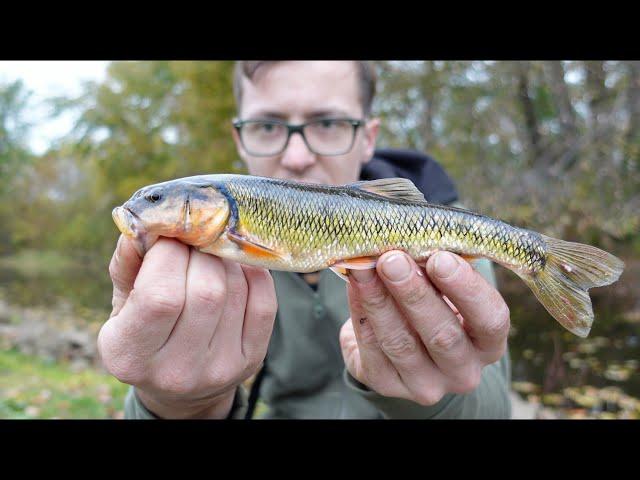 Trying to Catch My PB Creek Chub!