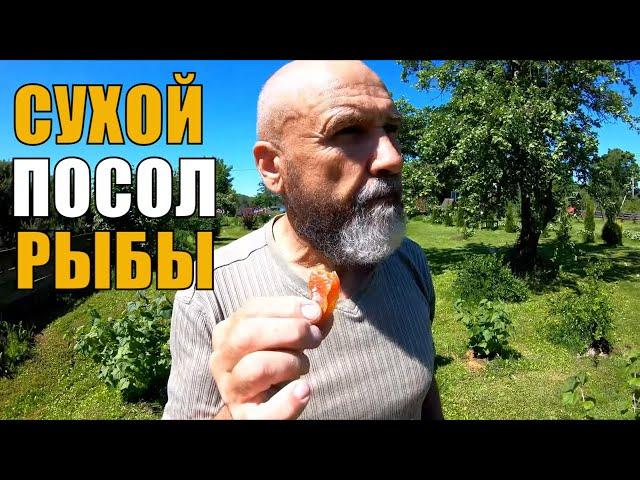 Сухой посол мелкой рыбы. Как быстро засолить тараньку