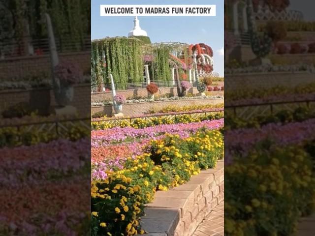 Dubai Miracle Garden | The world’s largest natural flower garden