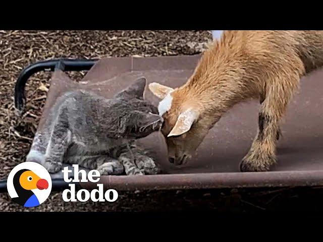 Stray Kitten Walks Into A Farm And Moves In With Twin Goats | The Dodo