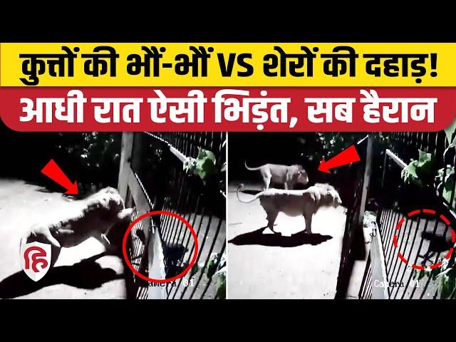 Dogs Lion Fight Viral Video: Gujarat Amreli में दो शेरों से भिड़ गए दो कुत्ते। Viral Video CCTV