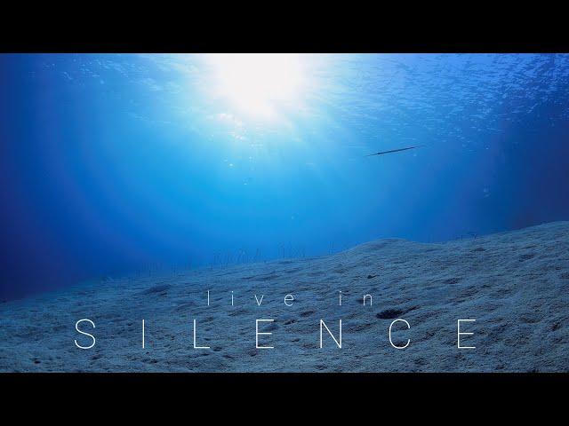 live in silence #livewallpaper