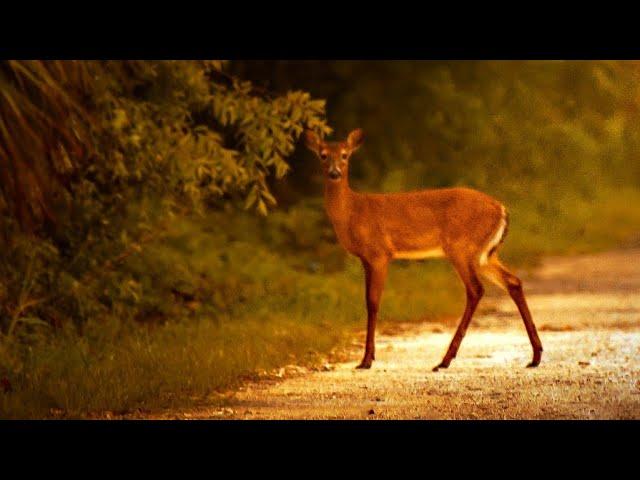 Sergey Grischuk Music for recreation Beautiful nature Сергей Грищук Музыка для отдыха и релаксации