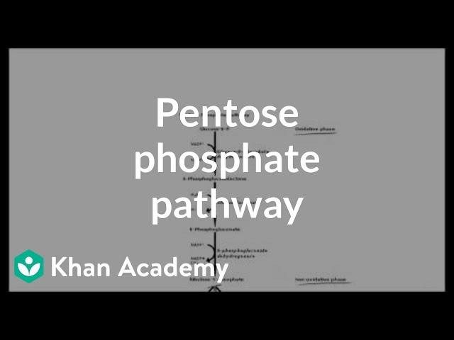 Pentose phosphate pathway - Cyclic structures and anomers | Biomolecules | MCAT | Khan Academy