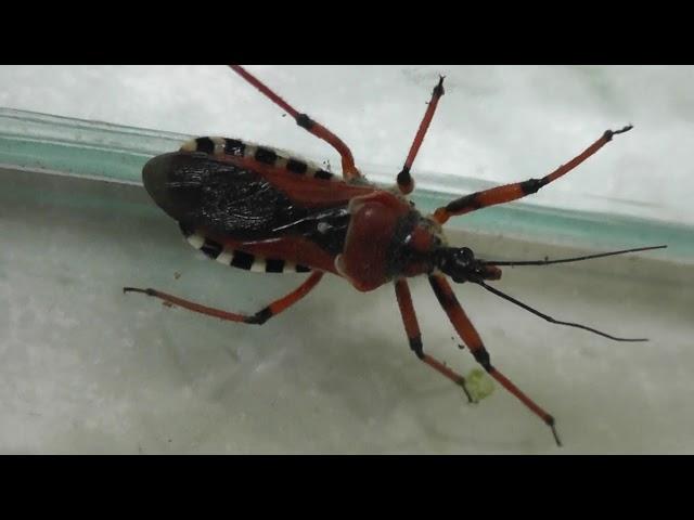 ИНСЕКТАРИЙ: 18. Ринокорис Красный (Rhynocoris Iracundus)