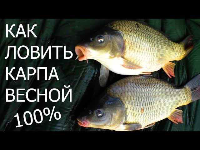 Лучшая оснастка для ловли КАРПА ВЕСНОИ !!!