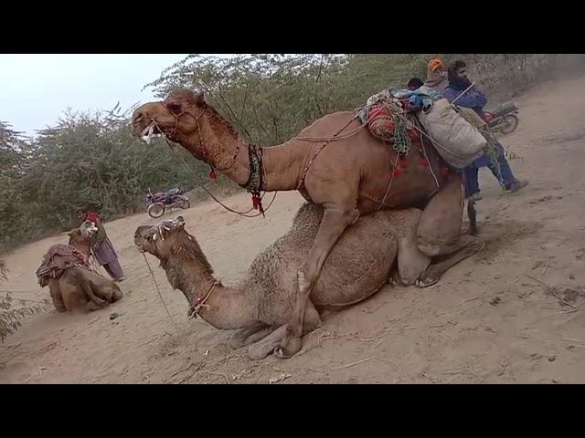 Camel mating | Animals mating