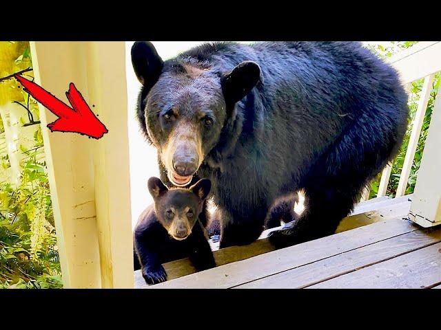 A man saved a pregnant bear, and after 3 years she came to him with her cubs