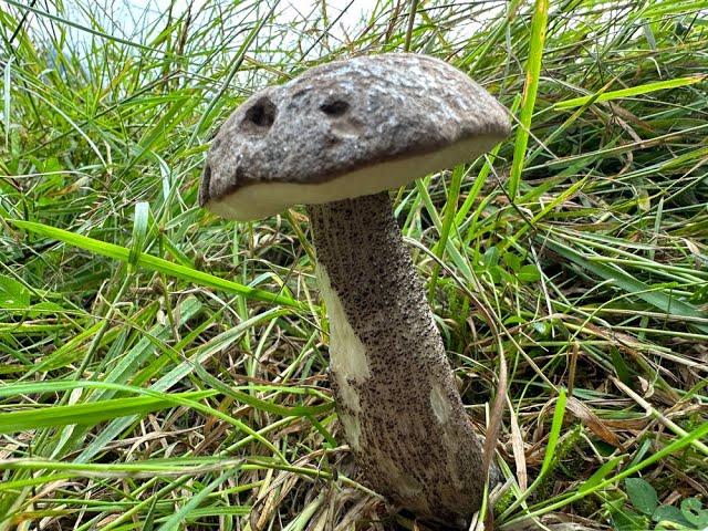 Identifying the Slate Bolete, Leccinum duriusculum