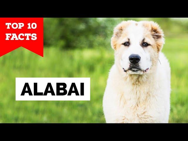 Central Asian Shepherd - Top 10 Facts [Alabai]