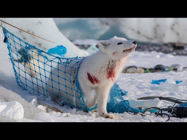 A baby polar bear helped an injured arctic fox, calling for volunteers to rescue it.