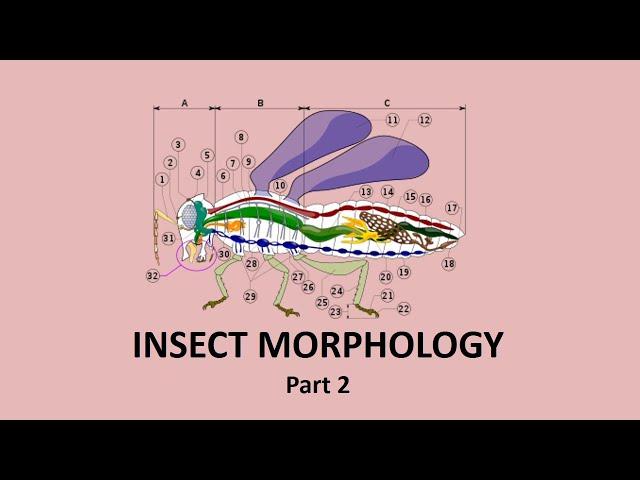 Insect Morphology|Entomological Studies|Part 2