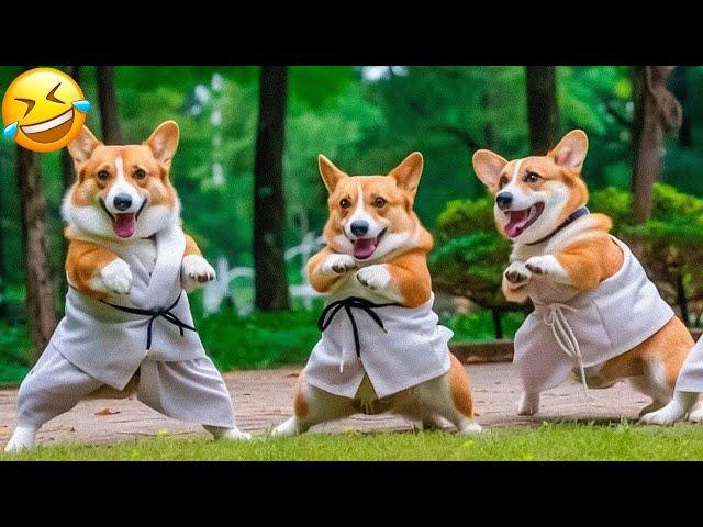 Funniest Animals  New Funny Cats and Dogs Videos 2024  #3751